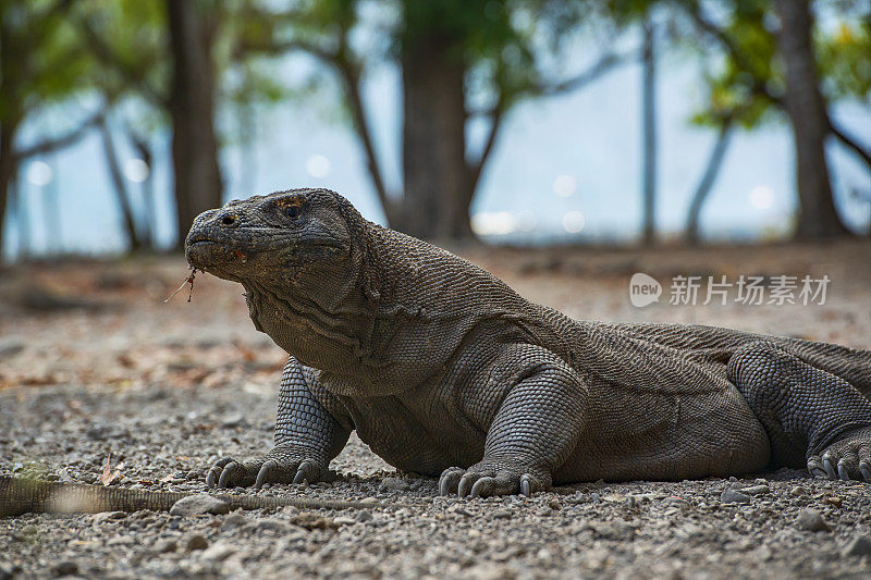 野生动物拍摄的科莫多龙(Varanus komodoensis)